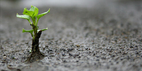 image: sprout